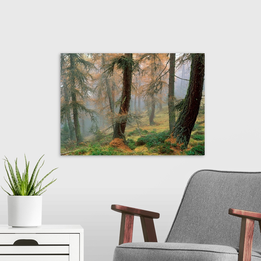 A modern room featuring Larchs forest