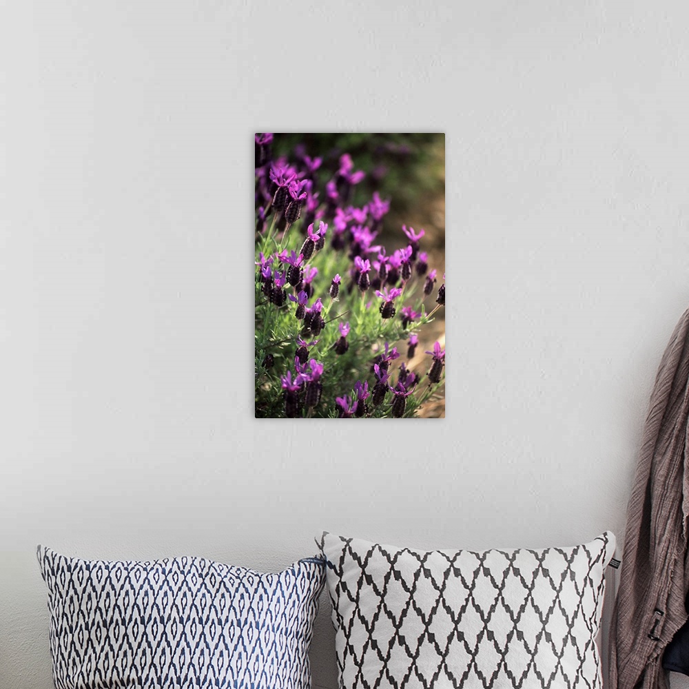 A bohemian room featuring Lavender (Lavandula officinalis)