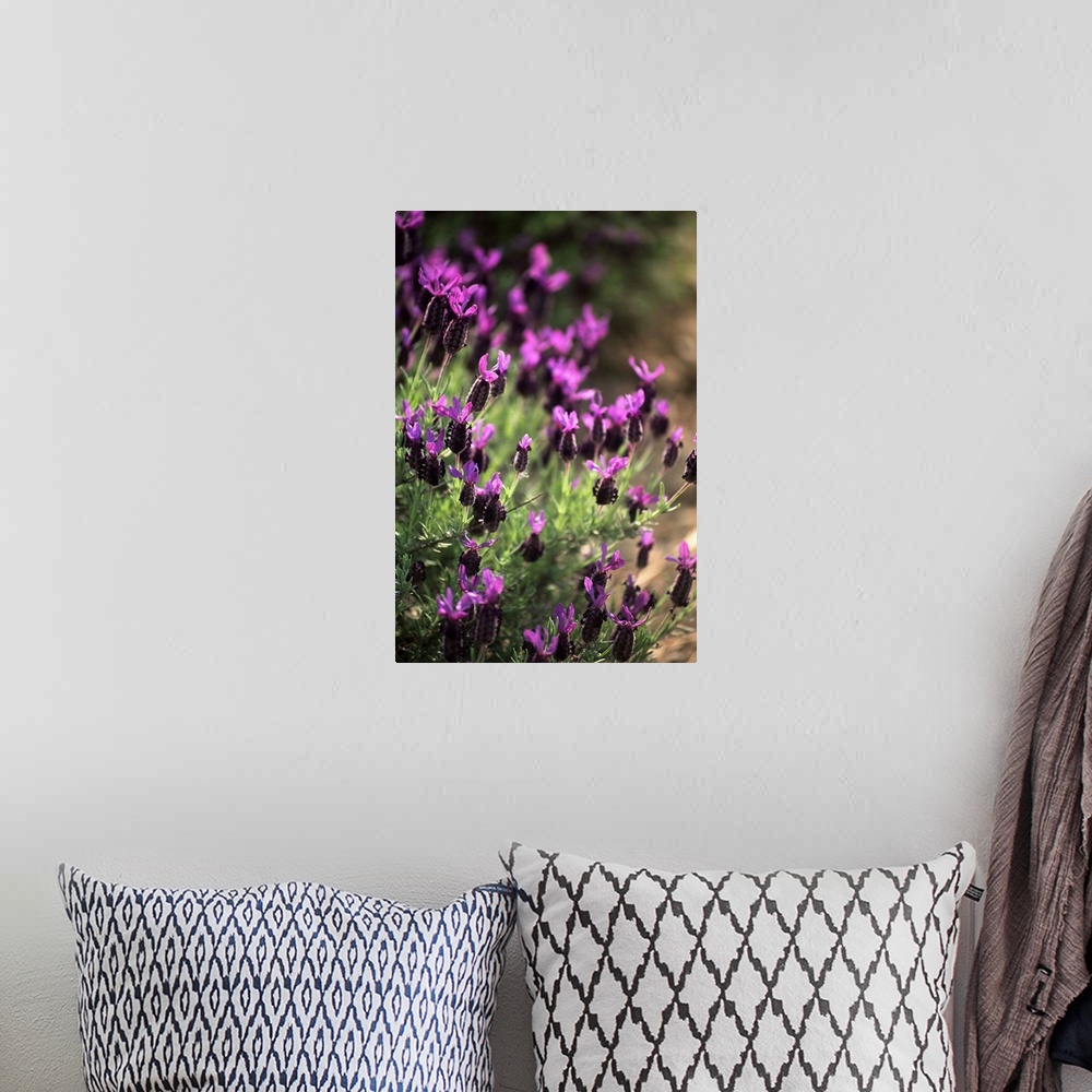 A bohemian room featuring Lavender (Lavandula officinalis)