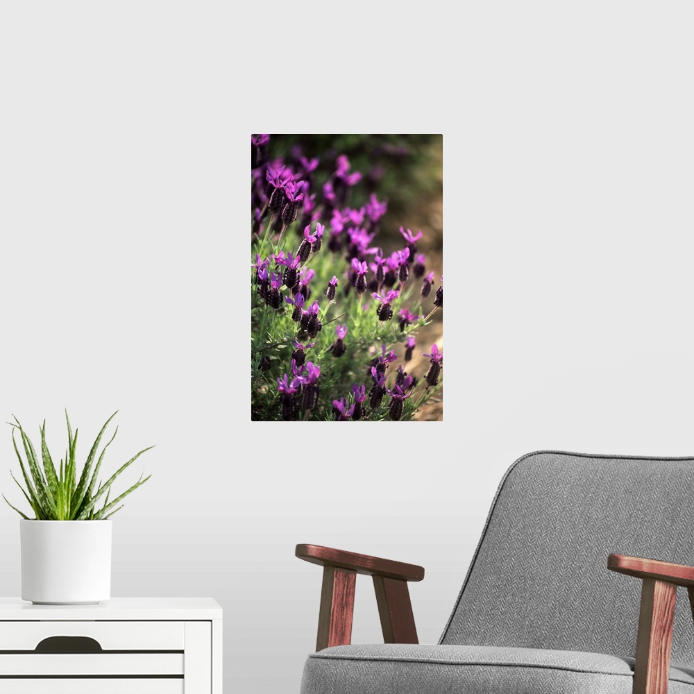 A modern room featuring Lavender (Lavandula officinalis)