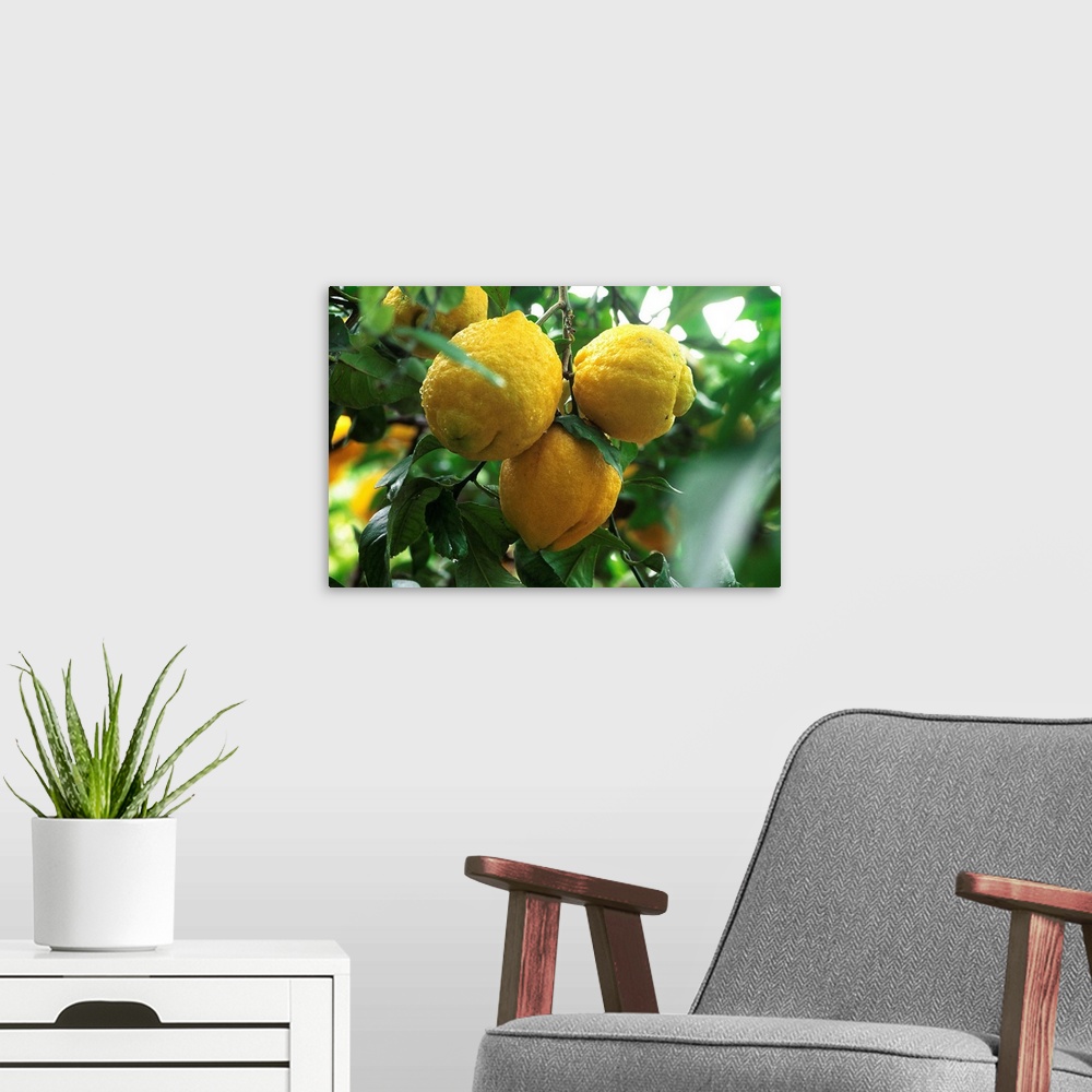 A modern room featuring Lemon
