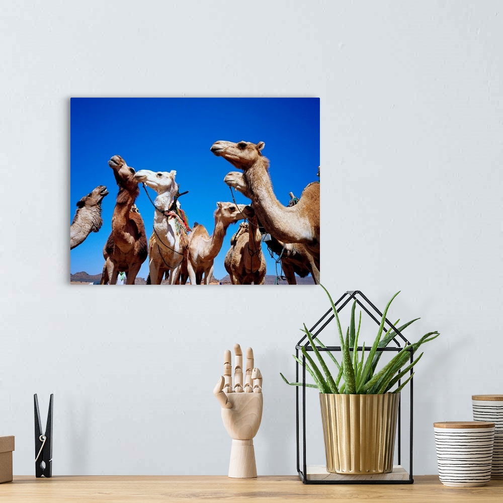 A bohemian room featuring Libya, Fezzan, Akakus desert, camels