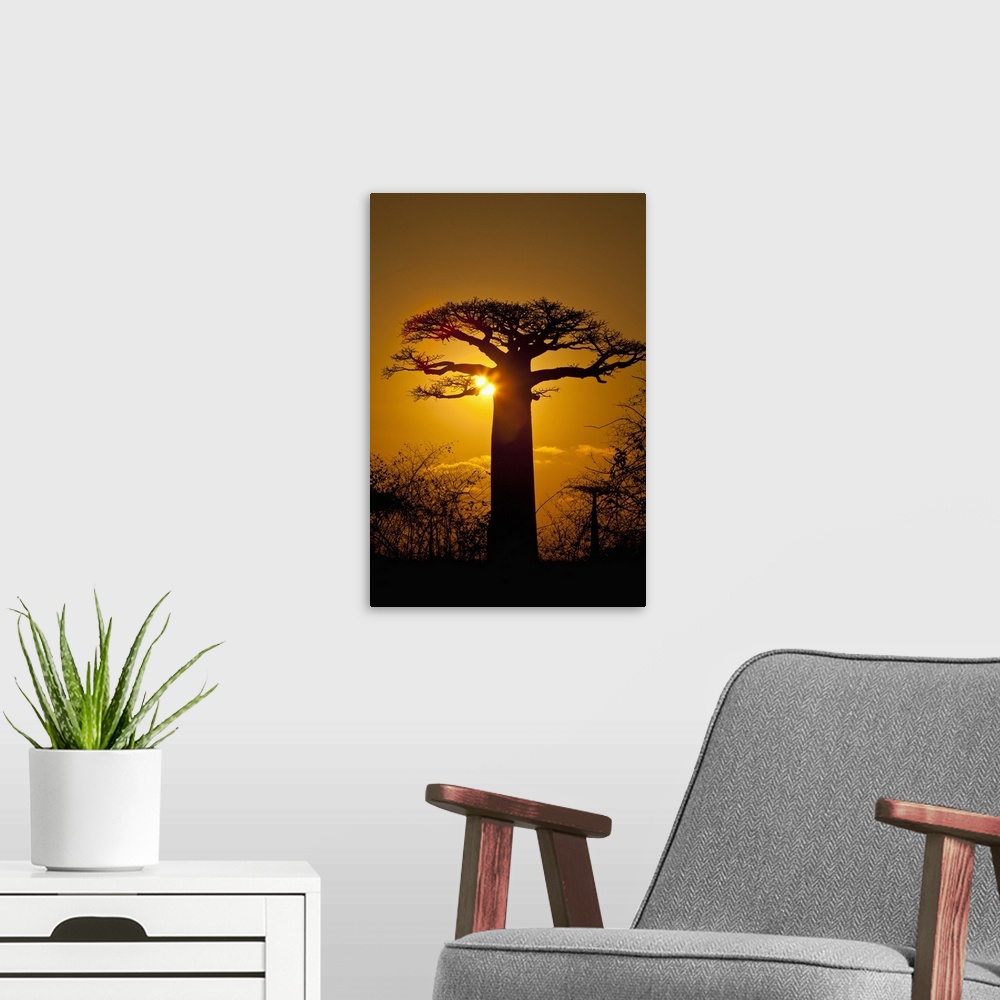 A modern room featuring Madagascar, The famous Avenue de Baobab (Baobab Alley) near Morondava