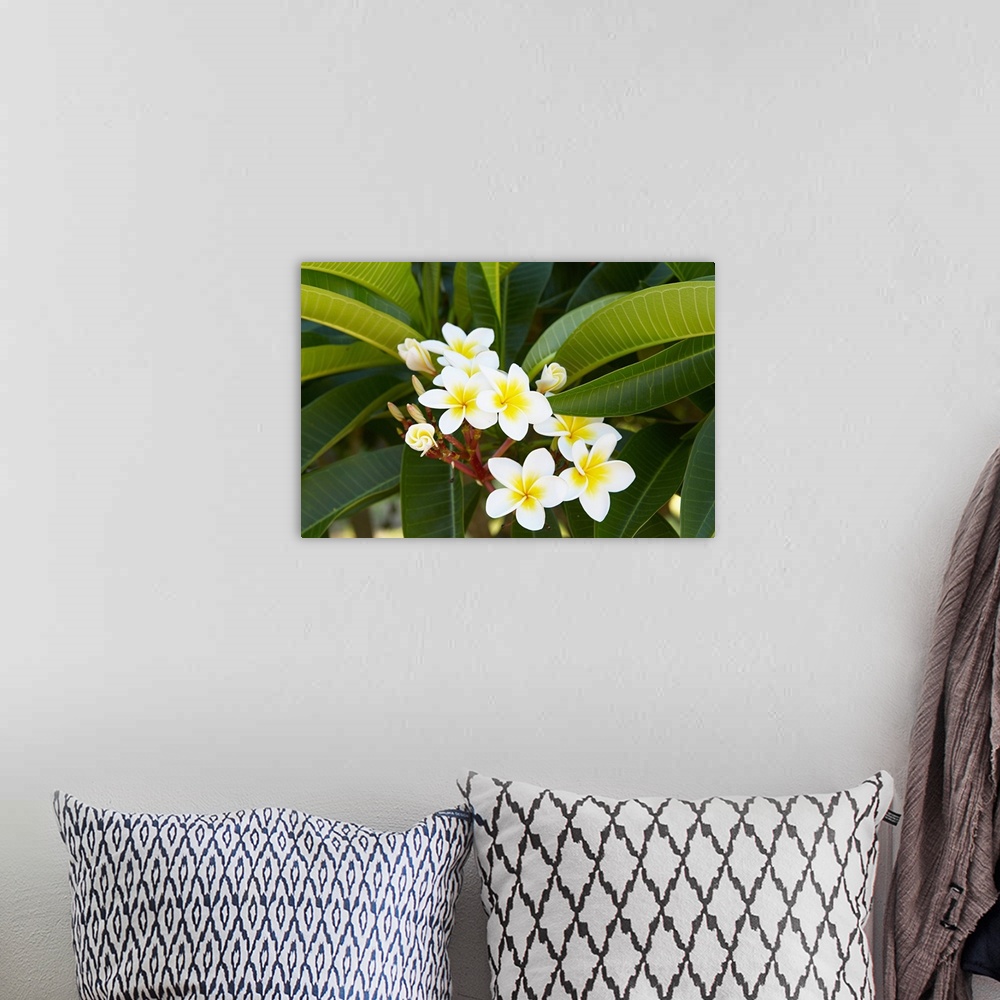 A bohemian room featuring Madagascar, Toliara, Frangipani flower