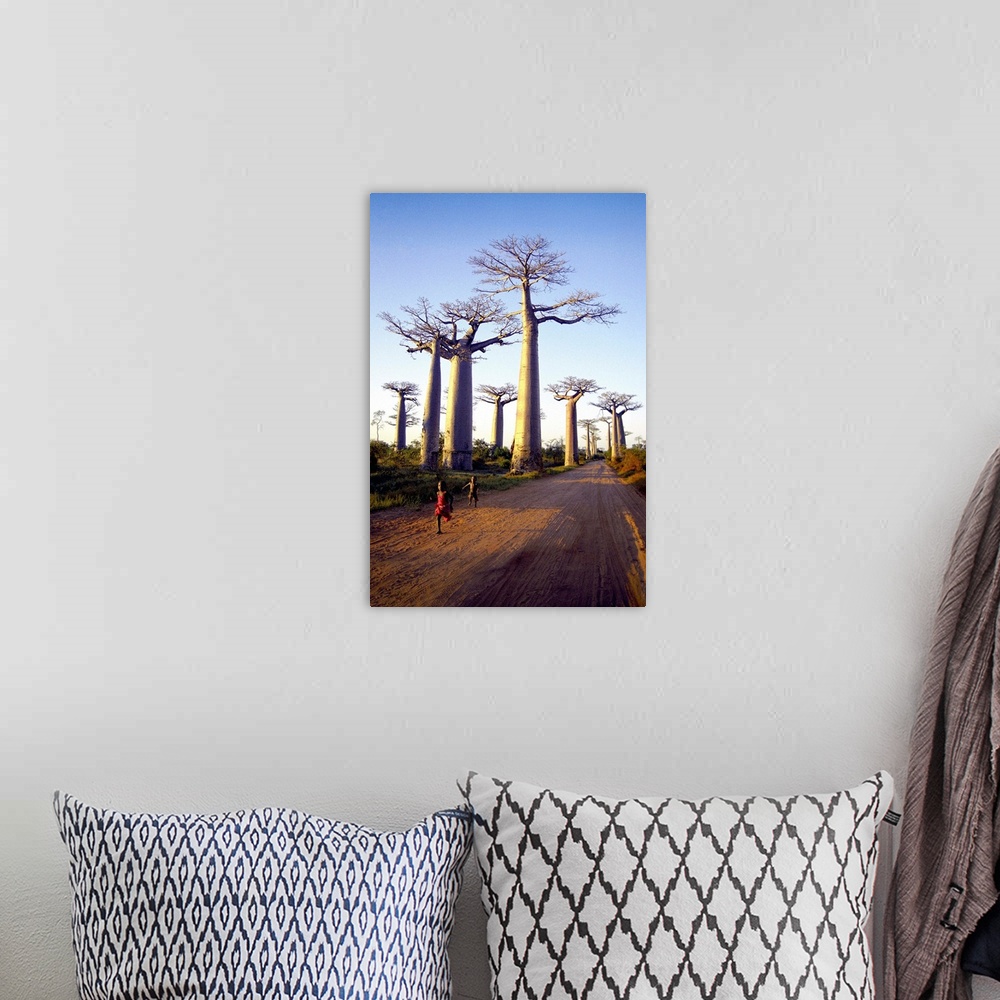 A bohemian room featuring Madagascar, Toliara, Morondava, Avenue du Baobab