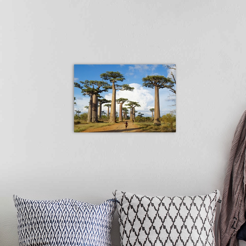 A bohemian room featuring Madagascar, Toliara, Morondava, Baobab trees