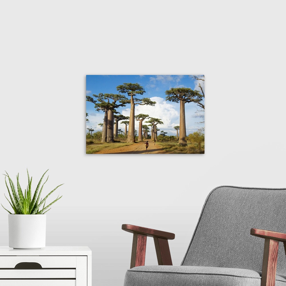 A modern room featuring Madagascar, Toliara, Morondava, Baobab trees
