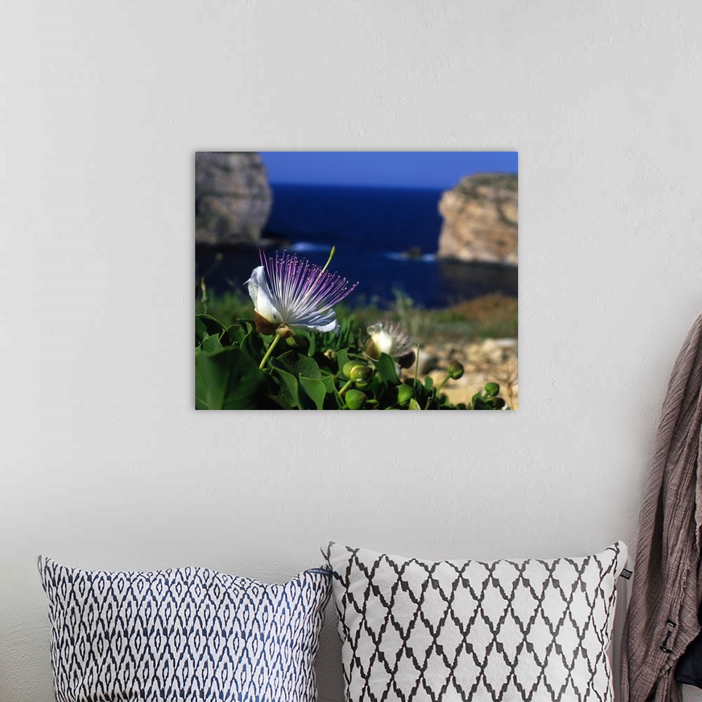 A bohemian room featuring Malta, Gozo, Dwejra bay, capers and flowers