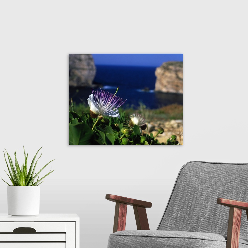A modern room featuring Malta, Gozo, Dwejra bay, capers and flowers