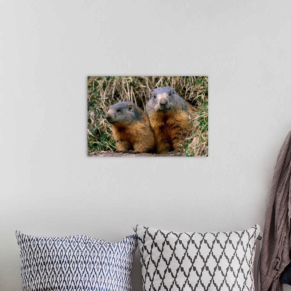 A bohemian room featuring Marmots