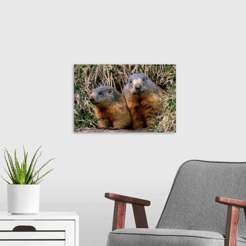 A modern room featuring Marmots