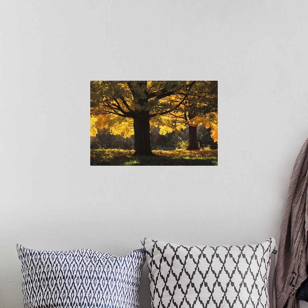 A bohemian room featuring Massachusetts, New England, Concord, Maple trees in Autumn color