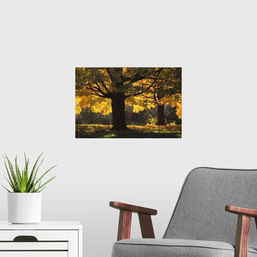 A modern room featuring Massachusetts, New England, Concord, Maple trees in Autumn color