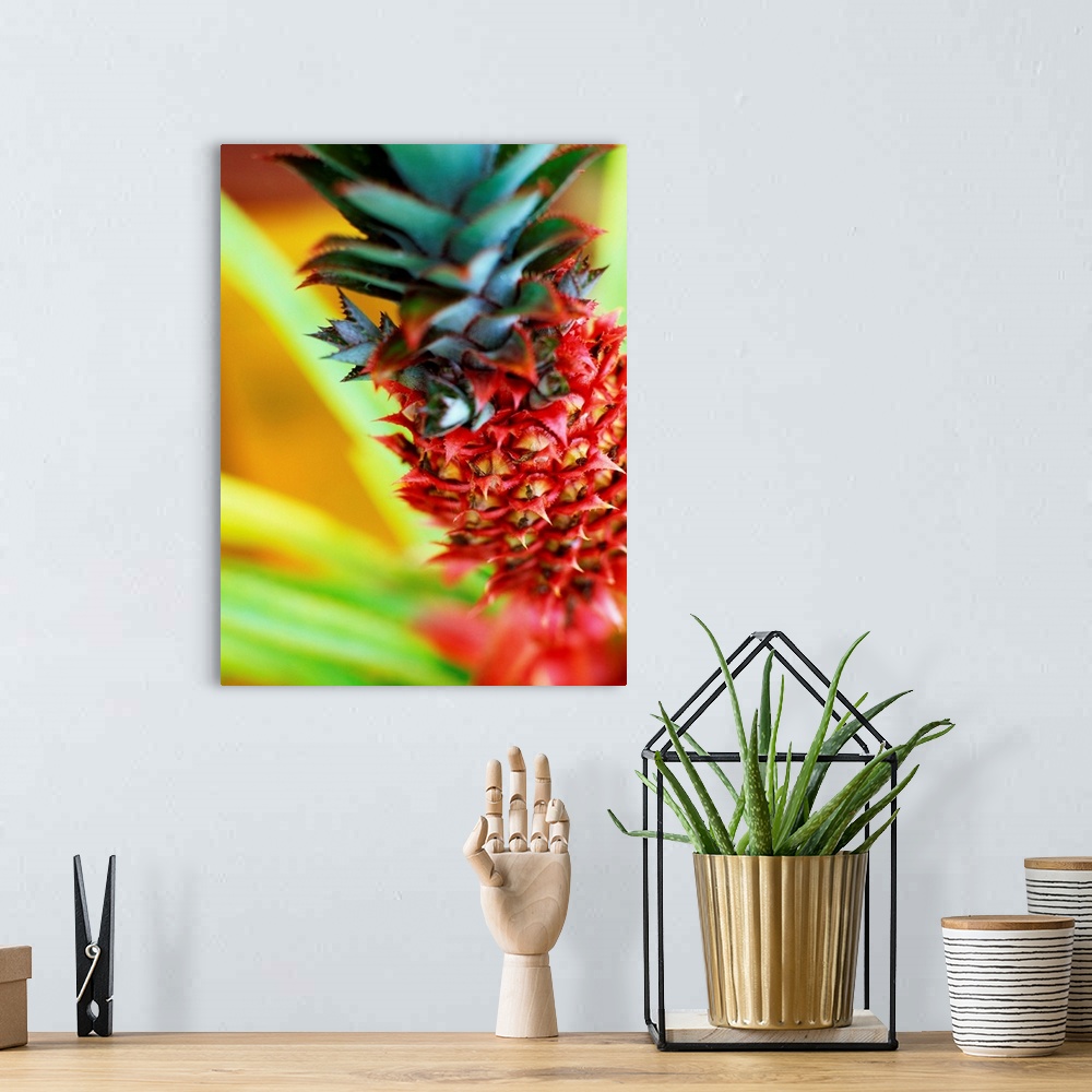 A bohemian room featuring Mauritius, Red decorative pineapple