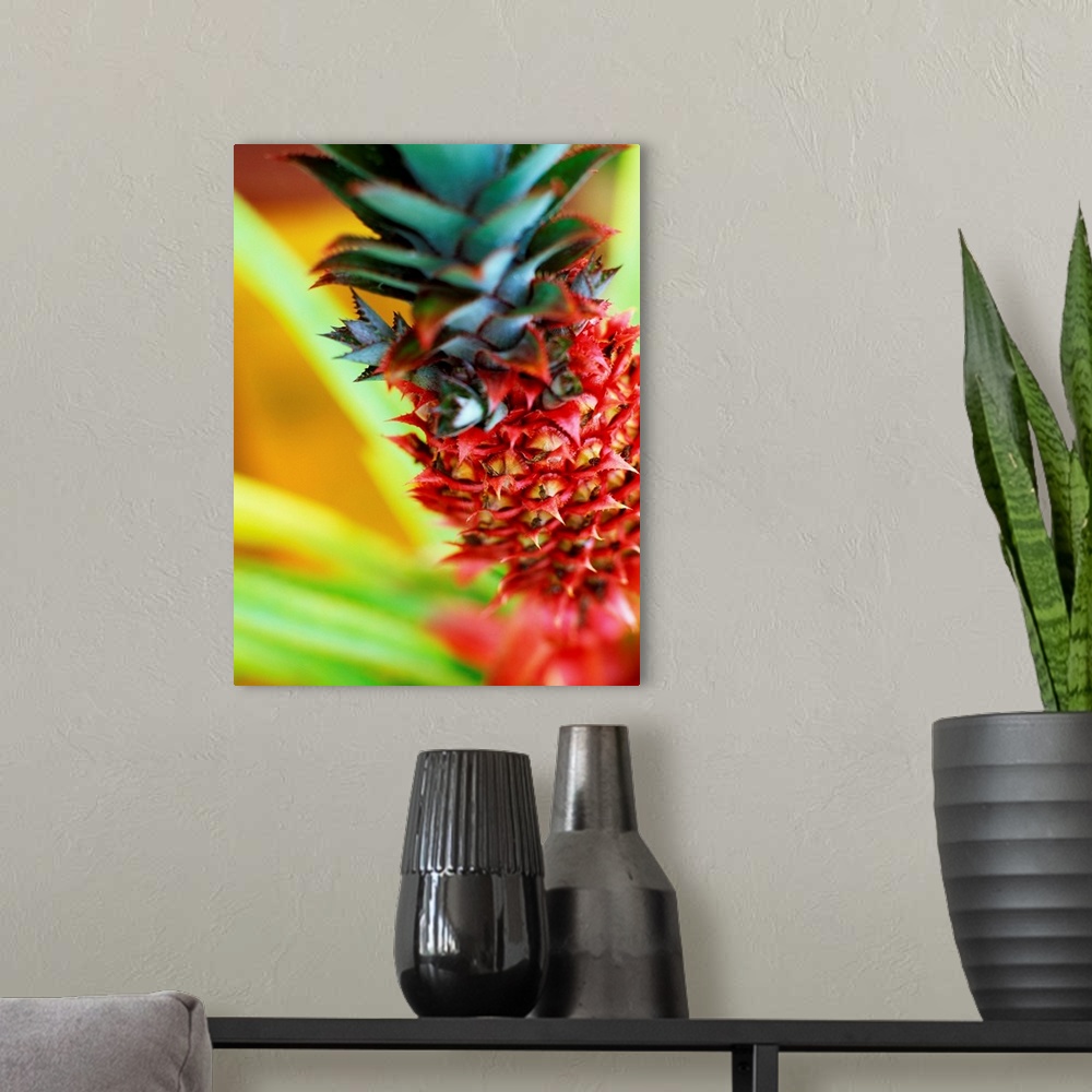 A modern room featuring Mauritius, Red decorative pineapple