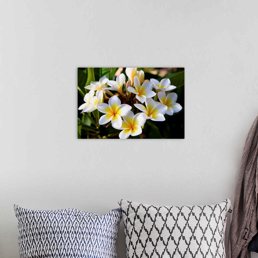 A bohemian room featuring Mauritius, White frangipane flowers.