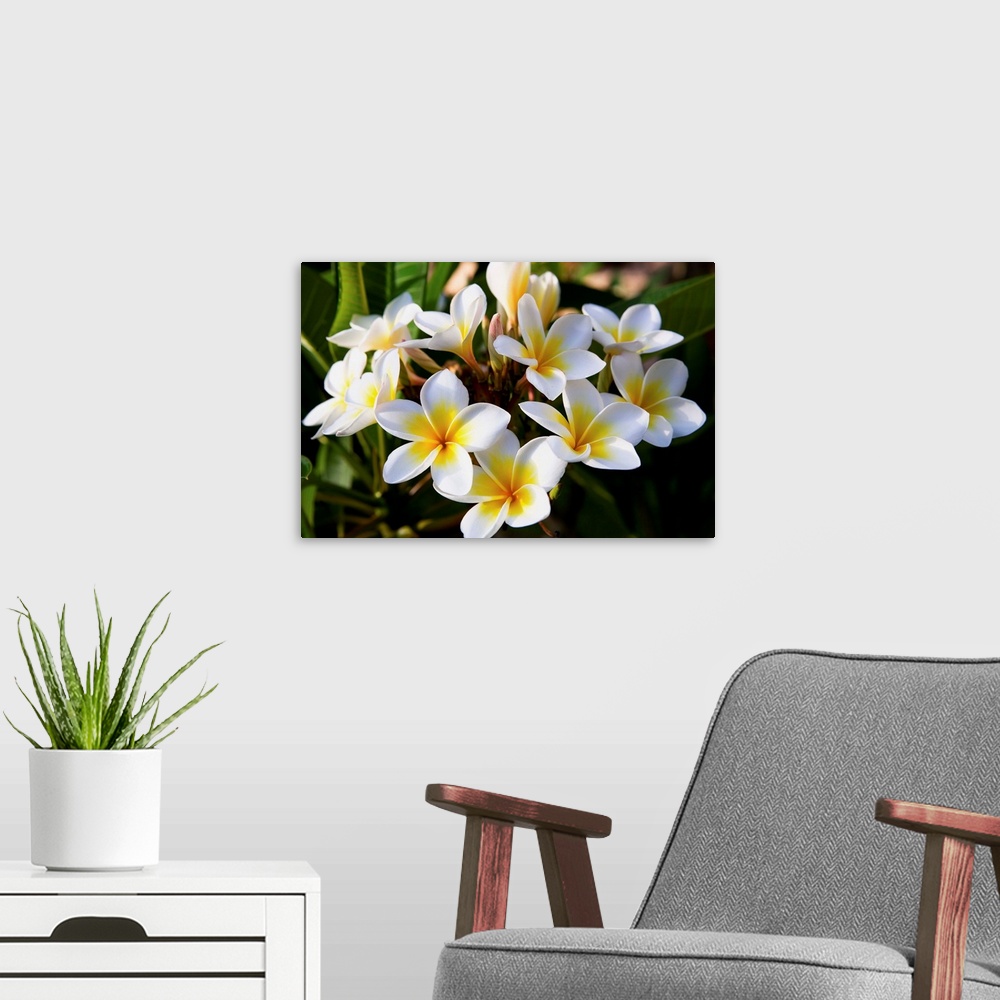 A modern room featuring Mauritius, White frangipane flowers.
