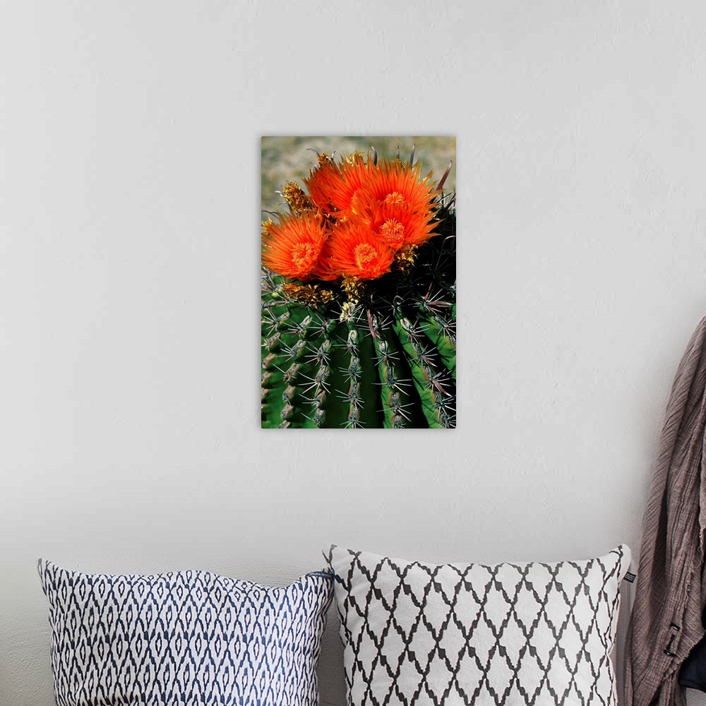 A bohemian room featuring Mexico, Baja California Sur, Loreto, In bloom cactus
