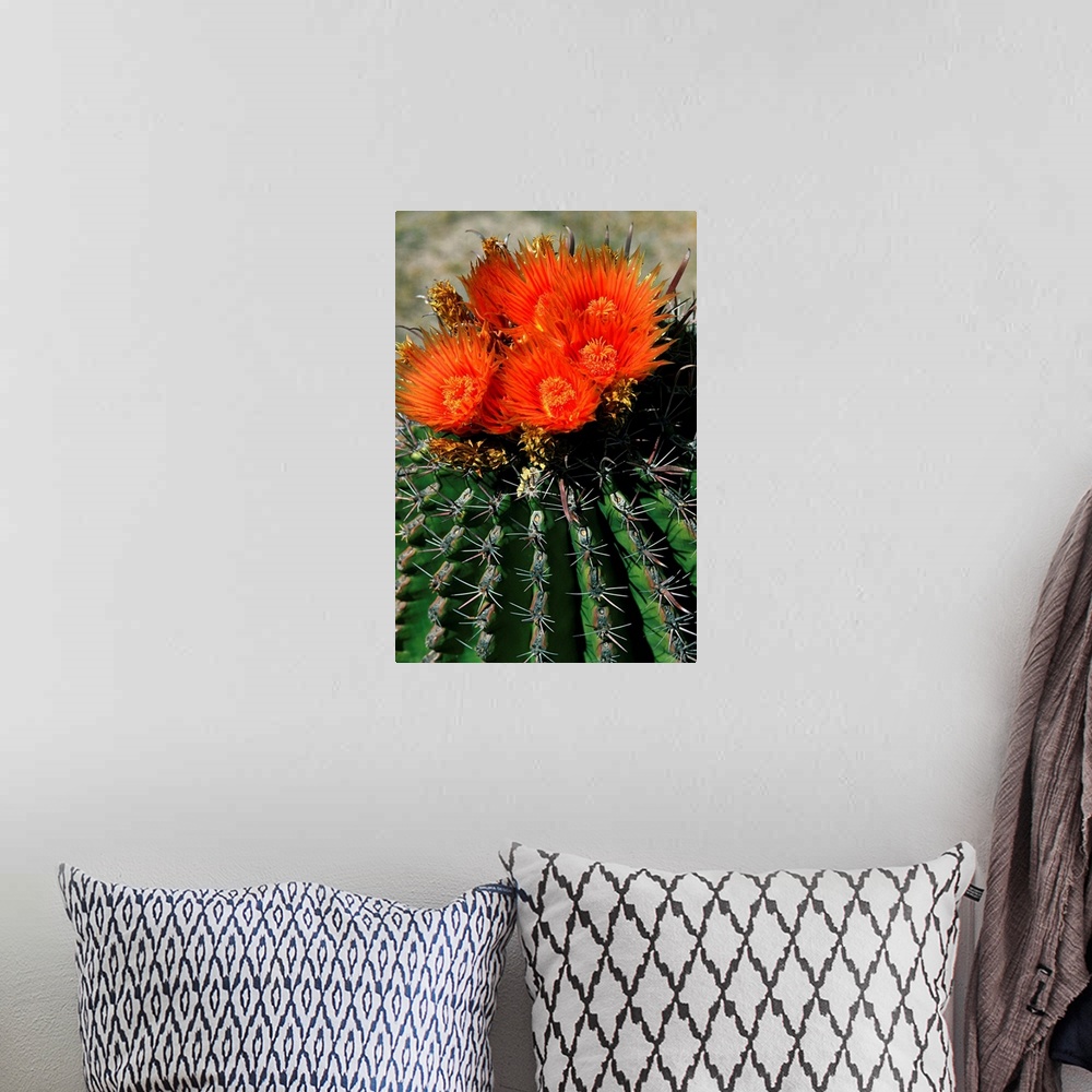 A bohemian room featuring Mexico, Baja California Sur, Loreto, In bloom cactus