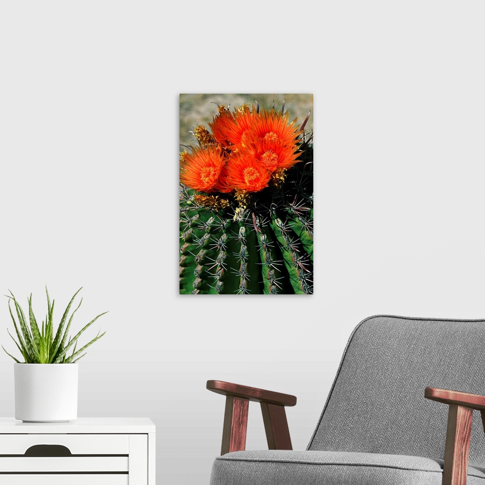 A modern room featuring Mexico, Baja California Sur, Loreto, In bloom cactus