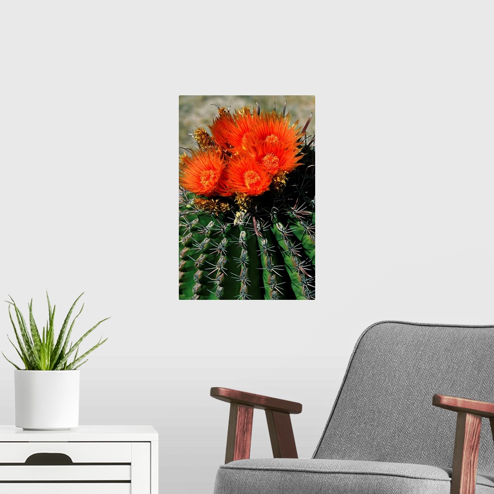 A modern room featuring Mexico, Baja California Sur, Loreto, In bloom cactus