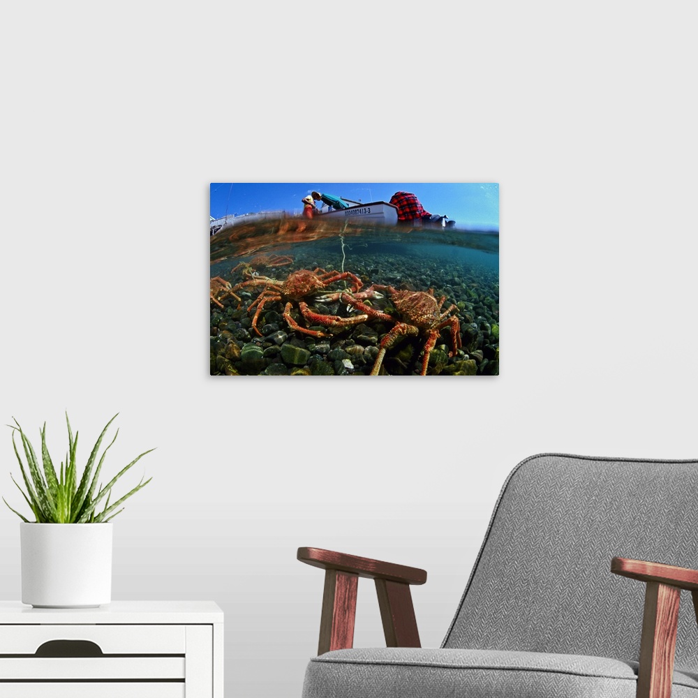A modern room featuring Mexico, Baja California Sur, Sea of Cortez, Isla Coyote, crabs