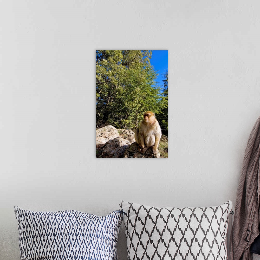 A bohemian room featuring Morocco, Atlas Mountains, Azrou, a Barbary Macaque (Macaca sylvanus) in a cedar forest