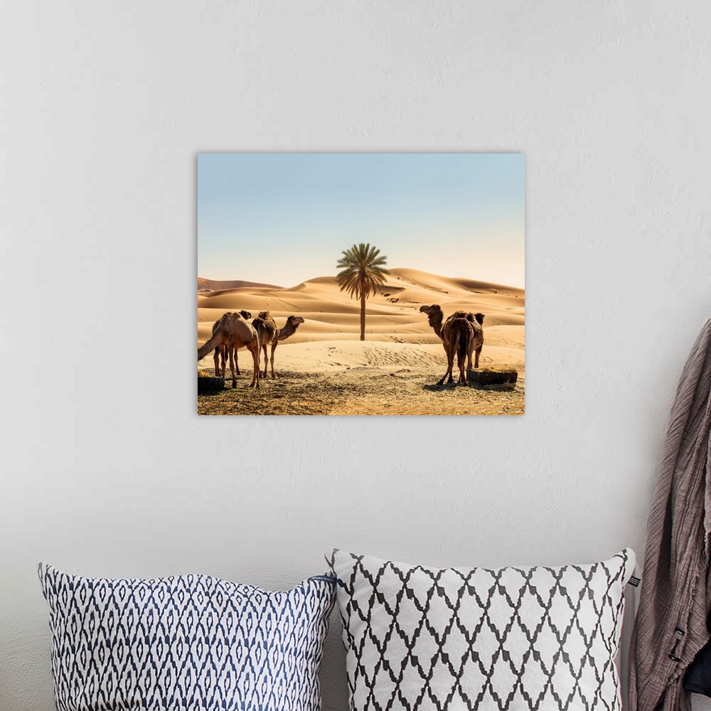 A bohemian room featuring Morocco, South Morocco, Erg Chebbi Desert, Merzouga, Dunes d'Erg Chebbi. Camels and palm tree in ...