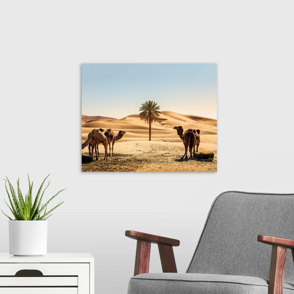 A modern room featuring Morocco, South Morocco, Erg Chebbi Desert, Merzouga, Dunes d'Erg Chebbi. Camels and palm tree in ...