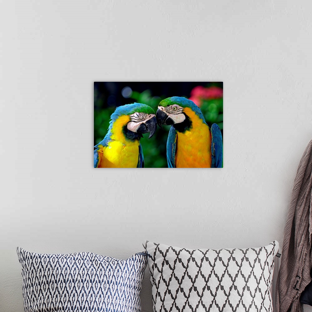 A bohemian room featuring Netherlands Antilles, Aruba, Sonesta island, a couple of colourful parrots