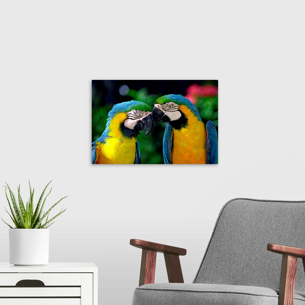 A modern room featuring Netherlands Antilles, Aruba, Sonesta island, a couple of colourful parrots
