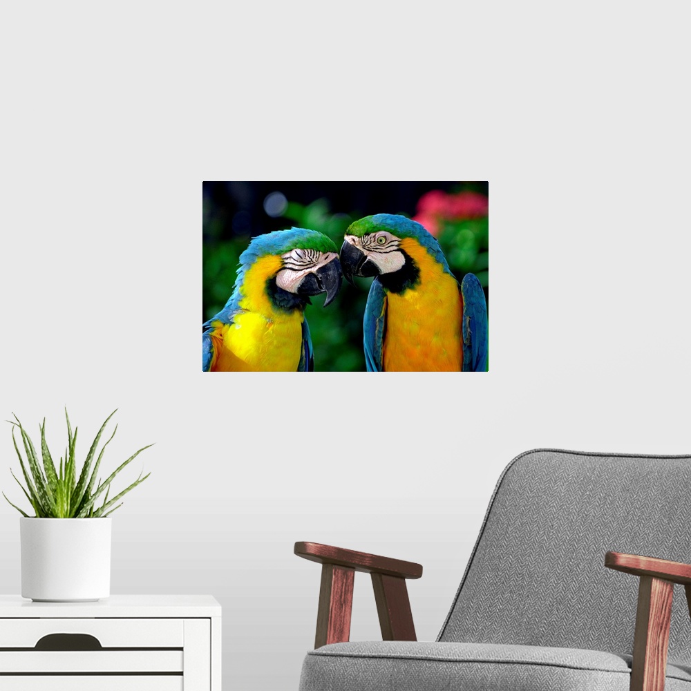 A modern room featuring Netherlands Antilles, Aruba, Sonesta island, a couple of colourful parrots