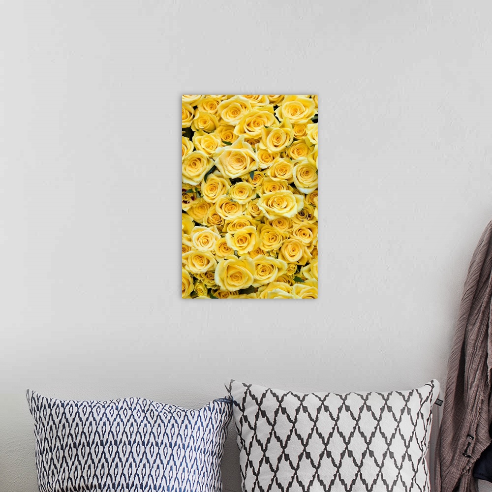 A bohemian room featuring Netherlands, Nederland, North Holland, Noord-Holland, Amsterdam, Yellow roses for sale at Albert ...