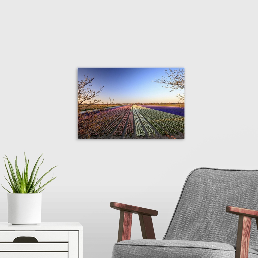 A modern room featuring Netherlands, North Holland, Benelux, Haarlem, Tulips fields between Lisse and Haarlem