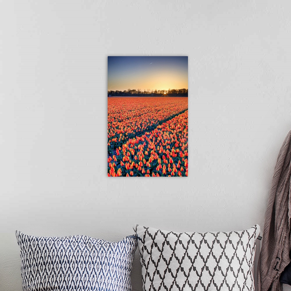 A bohemian room featuring Netherlands, North Holland, Benelux, Haarlem, Tulips fields between Lisse and Haarlem