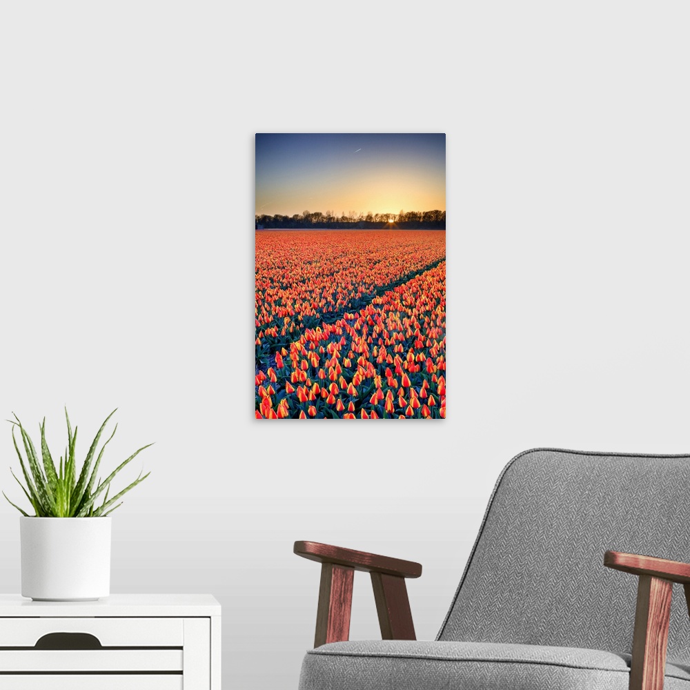 A modern room featuring Netherlands, North Holland, Benelux, Haarlem, Tulips fields between Lisse and Haarlem