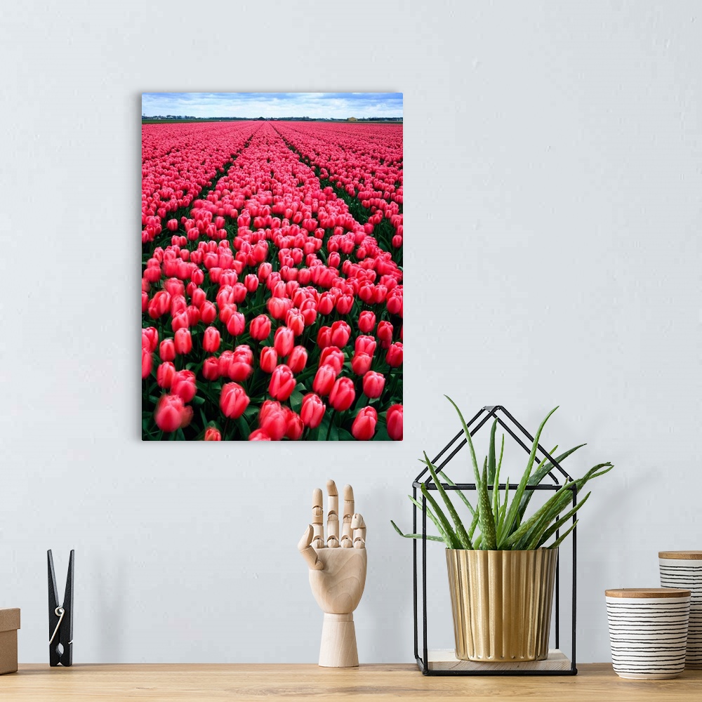 A bohemian room featuring Netherlands, Tulip field