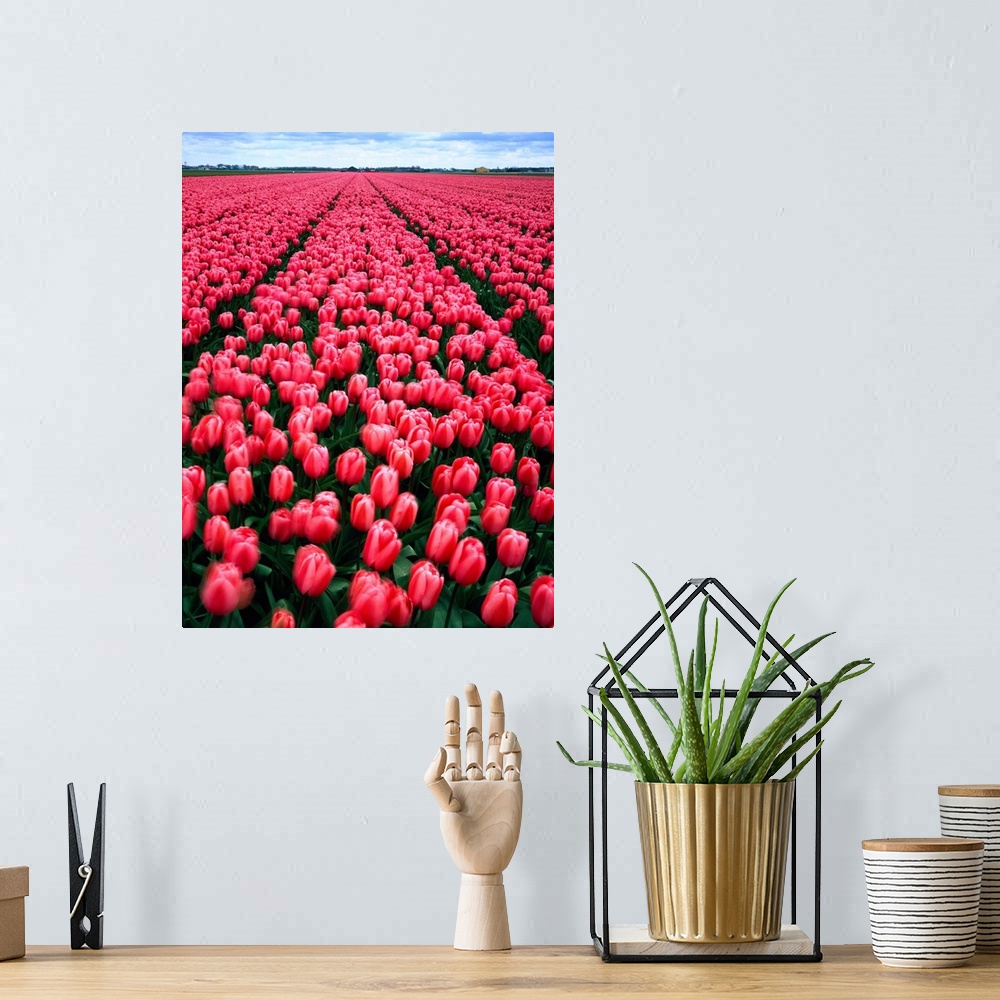 A bohemian room featuring Netherlands, Tulip field