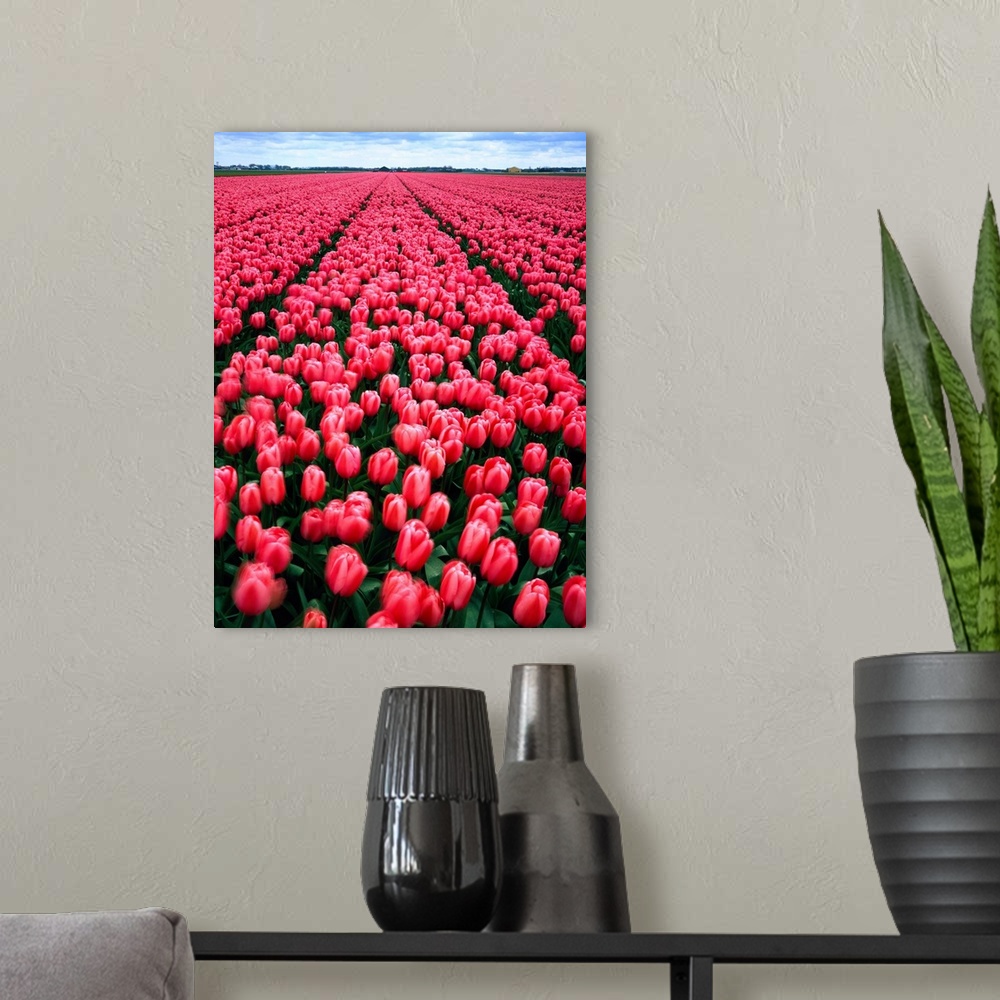 A modern room featuring Netherlands, Tulip field