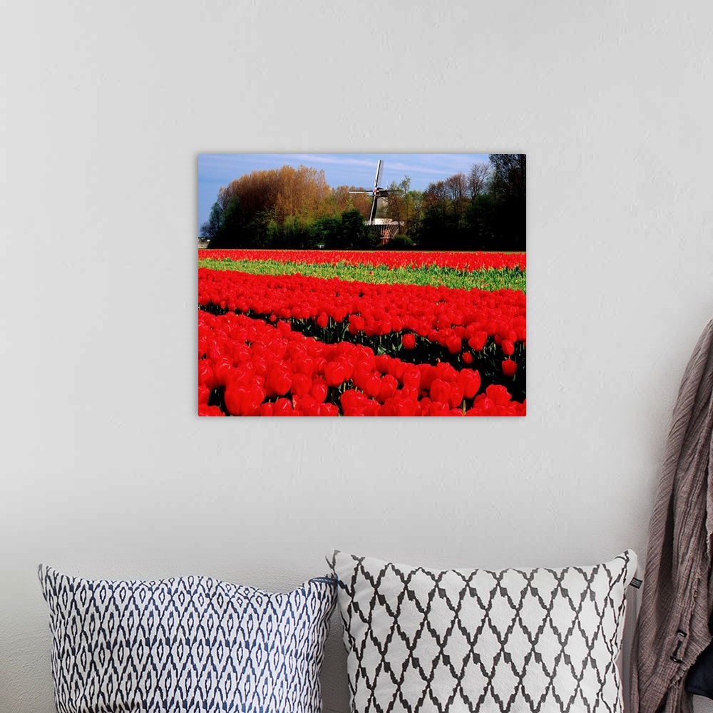 A bohemian room featuring Netherlands, Tulip field and windmill