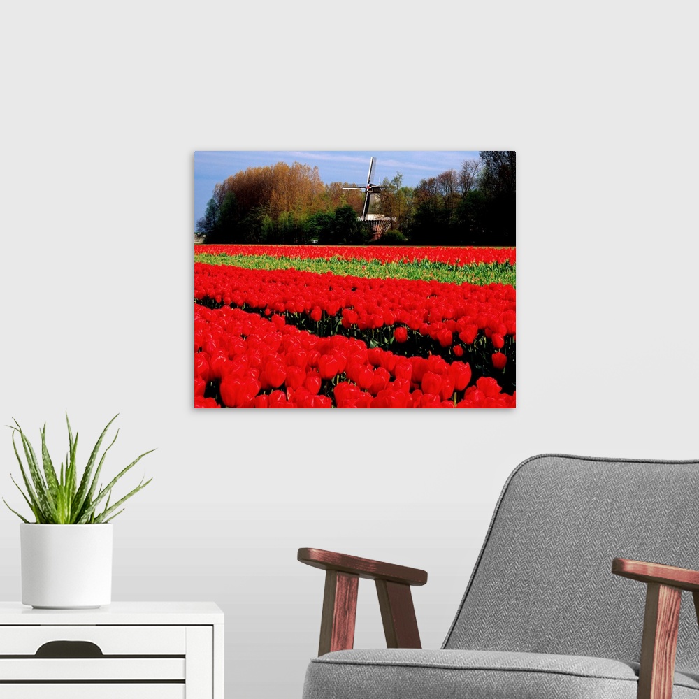 A modern room featuring Netherlands, Tulip field and windmill