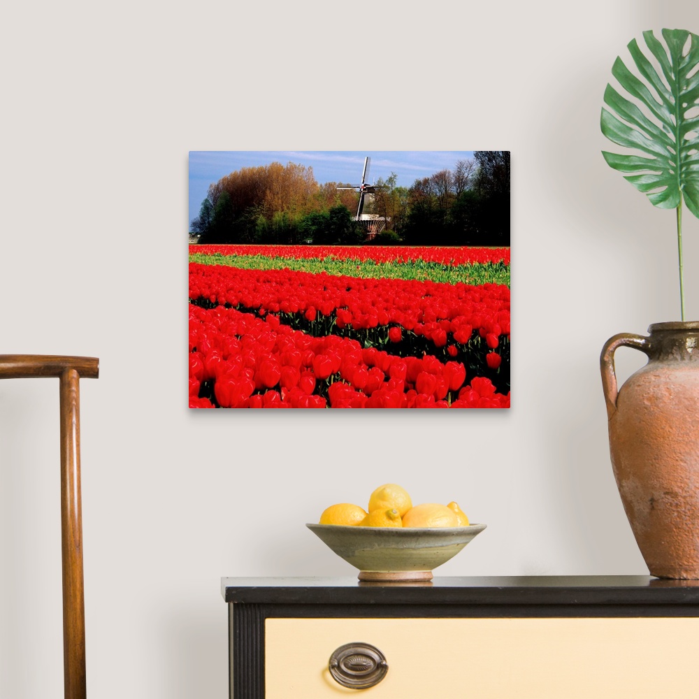 A traditional room featuring Netherlands, Tulip field and windmill