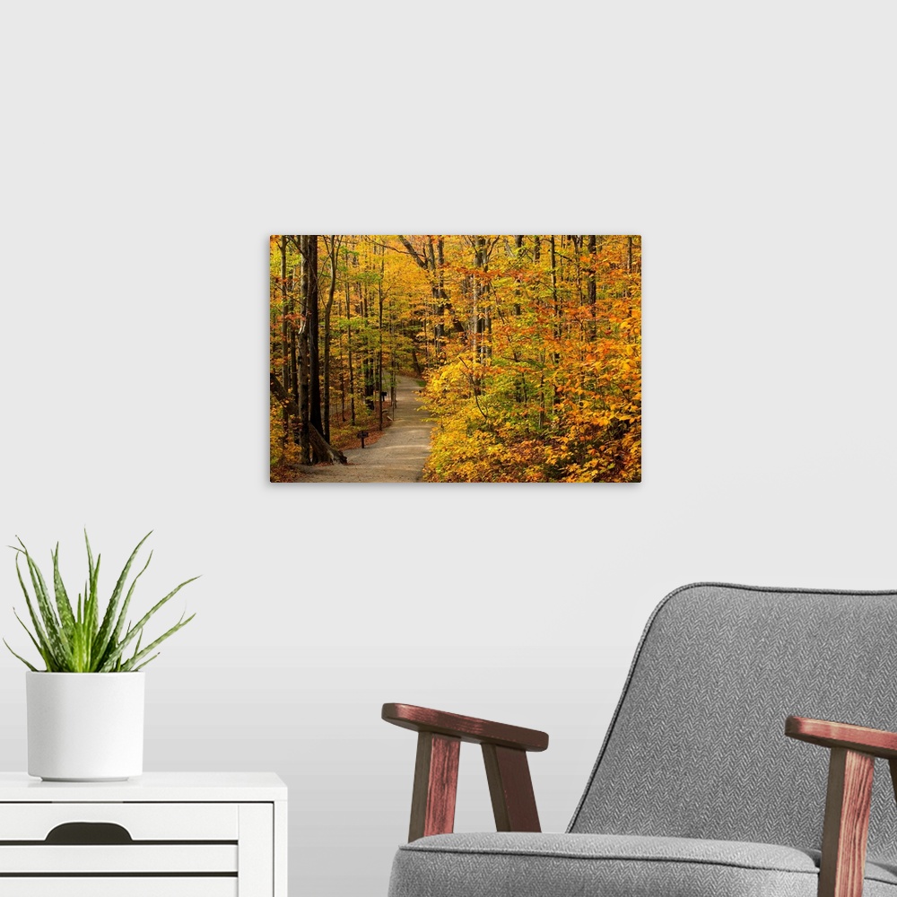 A modern room featuring New Hampshire, New England, White Mountains, The Flume Gorge, The path in autumn