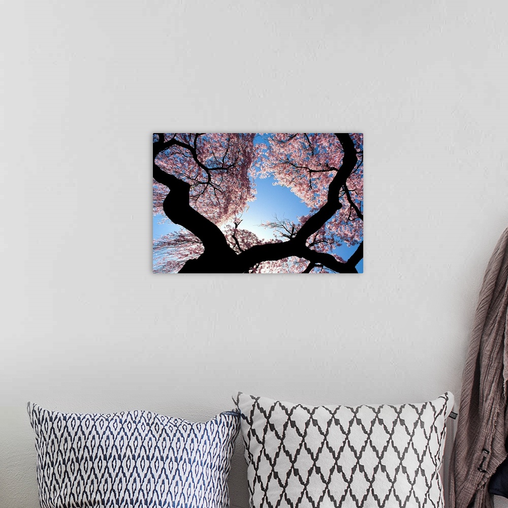 A bohemian room featuring New Jersey, Cherry blossom tree