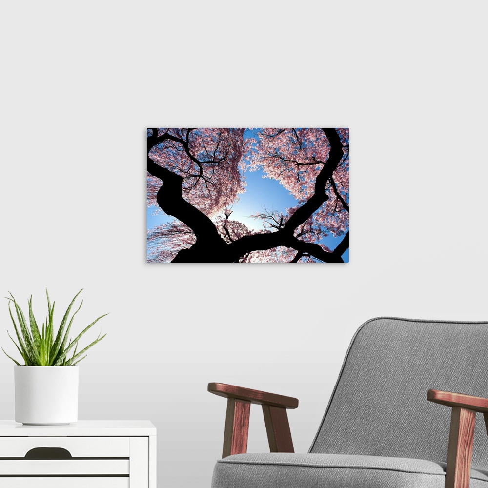 A modern room featuring New Jersey, Cherry blossom tree