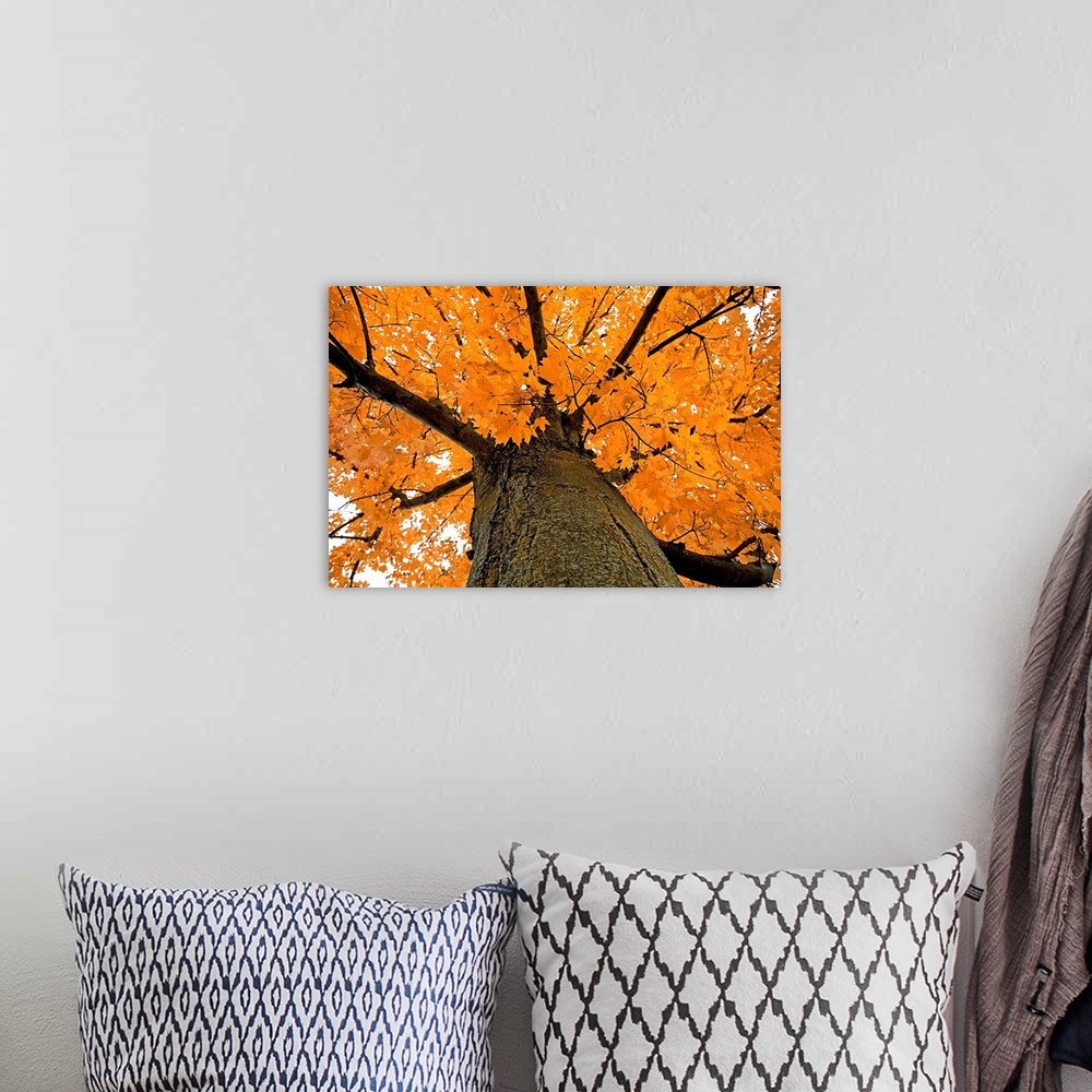 A bohemian room featuring New York, Lake George, Tree with yellow leaves in autumn season