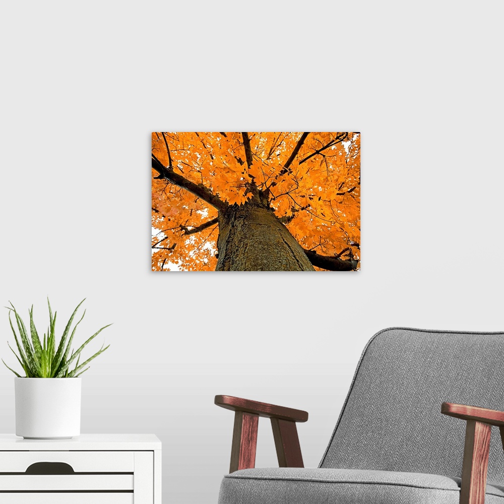 A modern room featuring New York, Lake George, Tree with yellow leaves in autumn season
