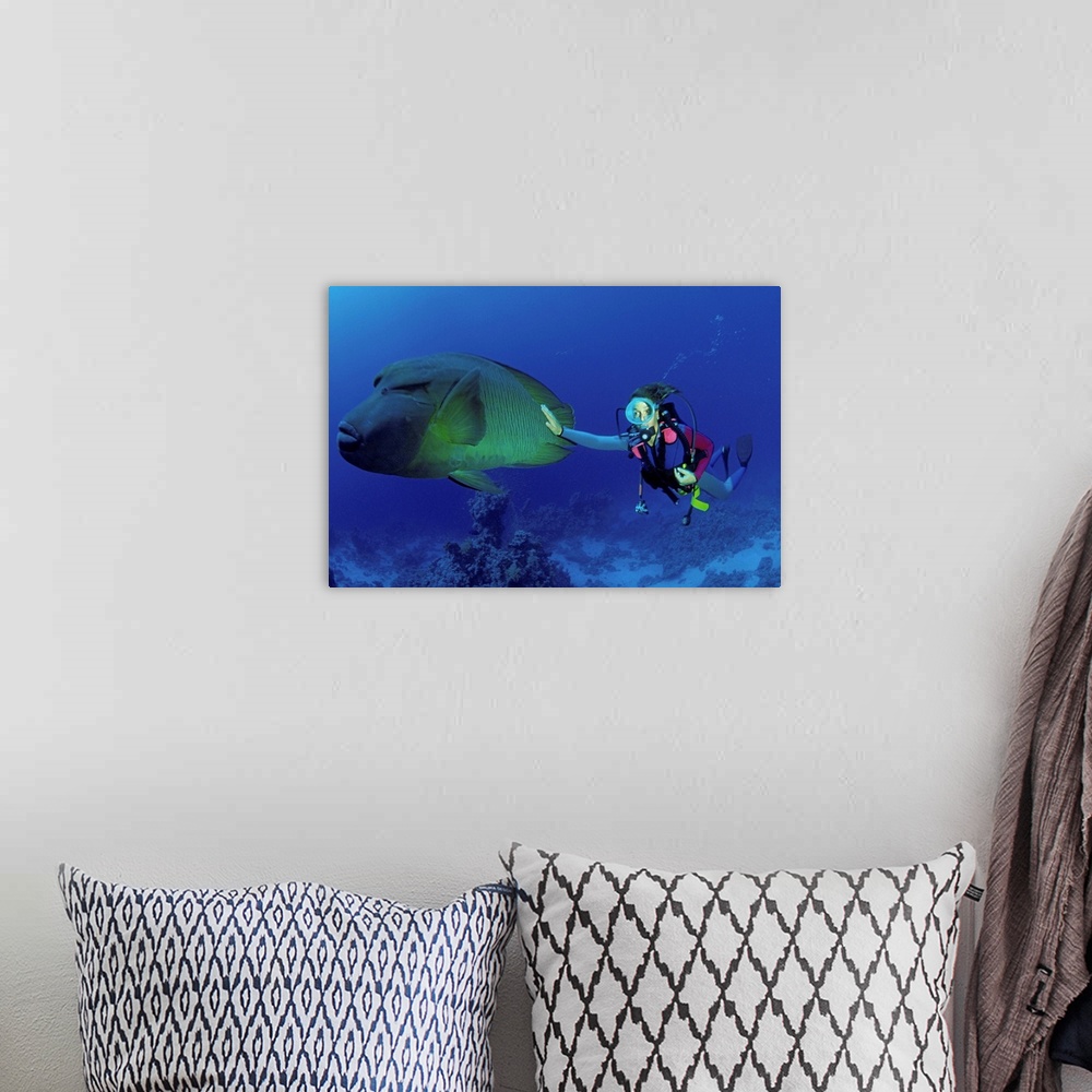 A bohemian room featuring North Africa, Egypt, Red Sea, Napoleon Fish