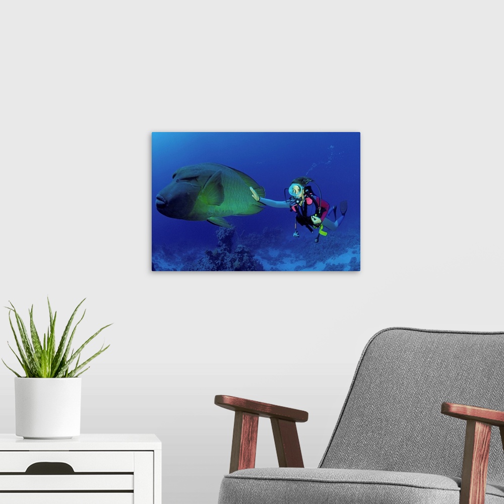 A modern room featuring North Africa, Egypt, Red Sea, Napoleon Fish