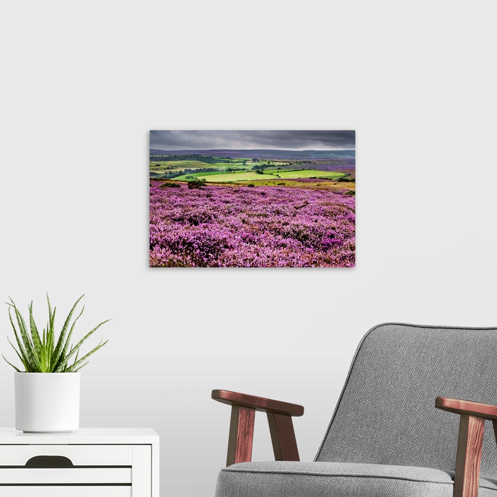 A modern room featuring North York Moors National Park, North Yorkshire, Heather in bloom